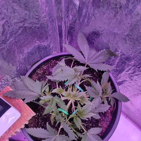 Pineapple Express 🔵 growlog timeline photo