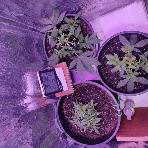 Pineapple Express 🔵 growlog timeline photo