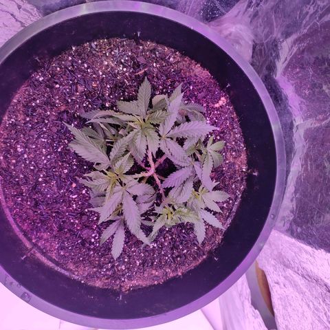 White Whidow growlog timeline photo
