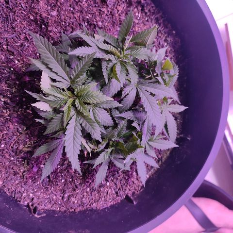 White Whidow growlog timeline photo