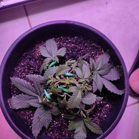 Pineapple Express 🟢 growlog timeline photo