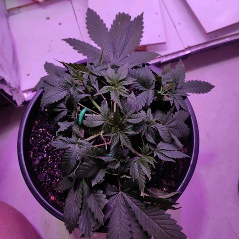 Pineapple Express 🔵 growlog timeline photo