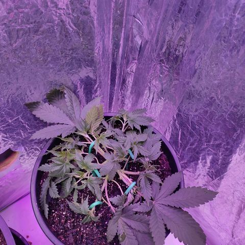 Pineapple Express 🔵 growlog timeline photo