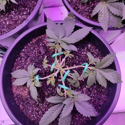 Pineapple Express 🟢 growlog timeline photo