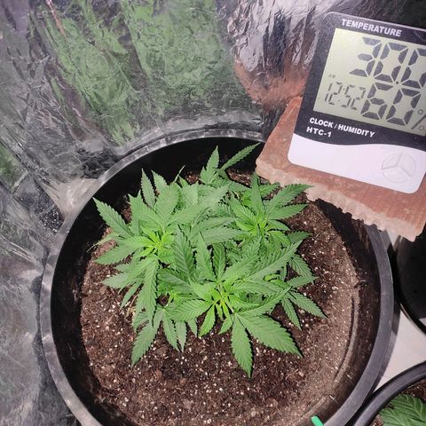 White Whidow growlog timeline photo