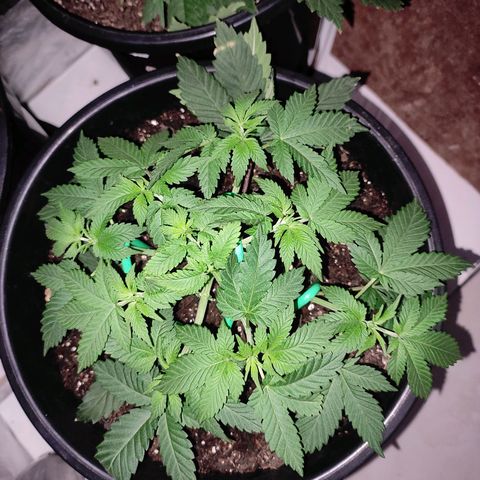 Pineapple Express 🟢 growlog timeline photo