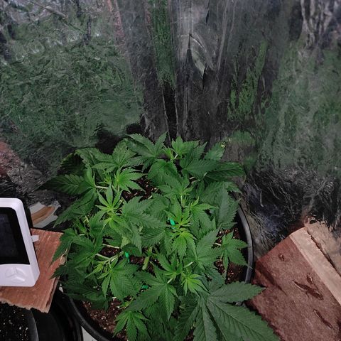 Pineapple Express 🔵 growlog timeline photo