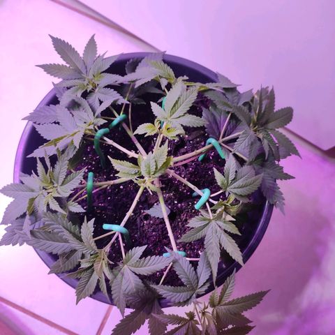 Pineapple Express 🟢 growlog timeline photo