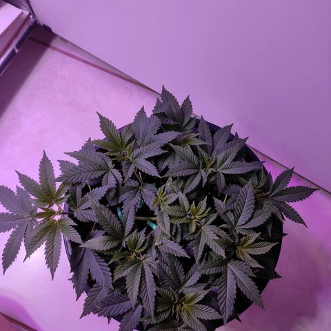 Pineapple Express 🟢 growlog timeline photo