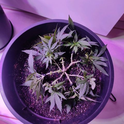 White Whidow growlog timeline photo