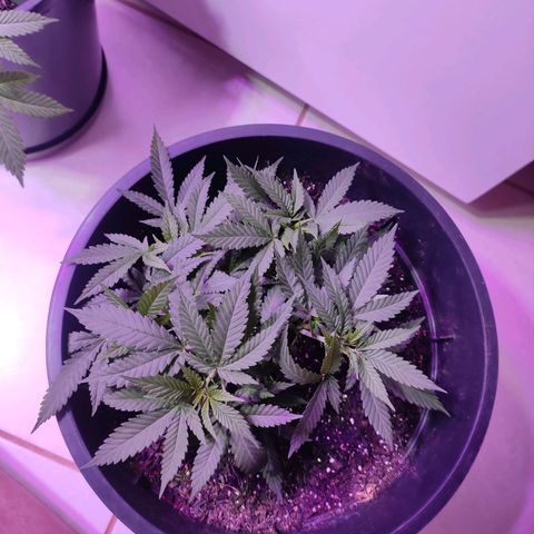 White Whidow growlog timeline photo