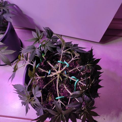 Pineapple Express 🔵 growlog timeline photo