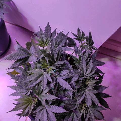 Pineapple Express 🔵 growlog timeline photo