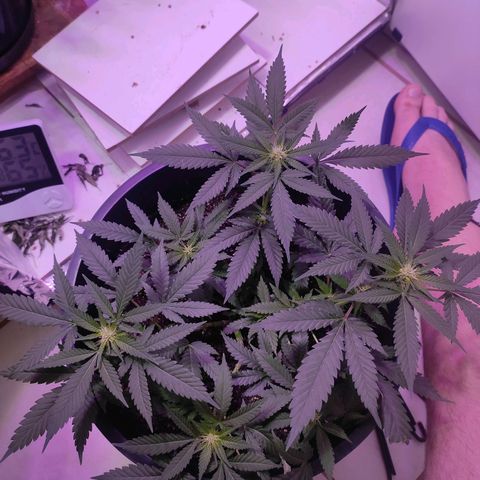 White Whidow growlog timeline photo