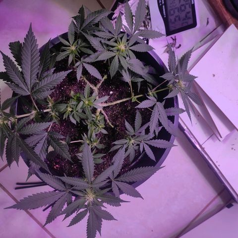 White Whidow growlog timeline photo