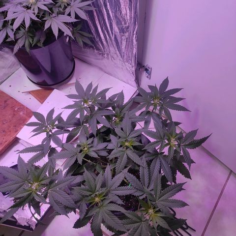 Pineapple Express 🟢 growlog timeline photo