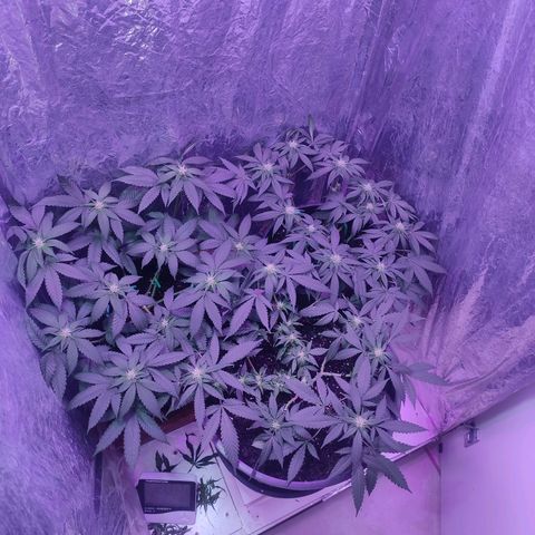Pineapple Express 🔵 growlog timeline photo