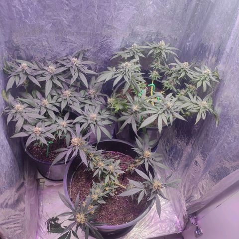 Pineapple Express 🔵 growlog timeline photo