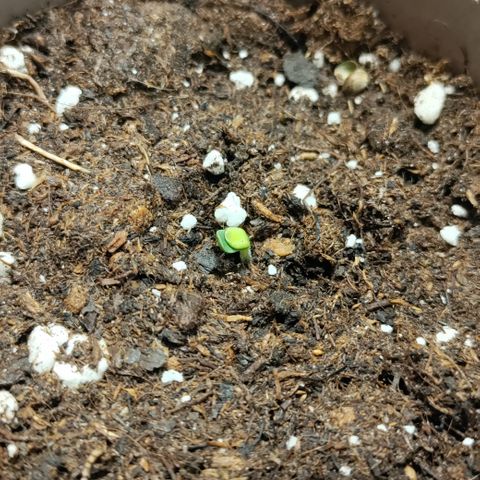 P.G #1 growlog photo: I see green.