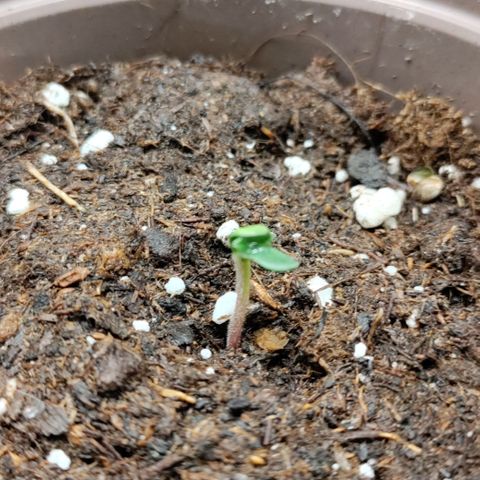 P.G #1 growlog photo: Not much happening here