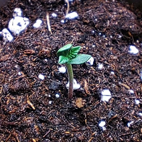 P.G #1 growlog photo: Slowest sapling in town.
But it's getting there... Eventually 