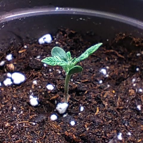 P.G #1 growlog photo: Lil struggler 