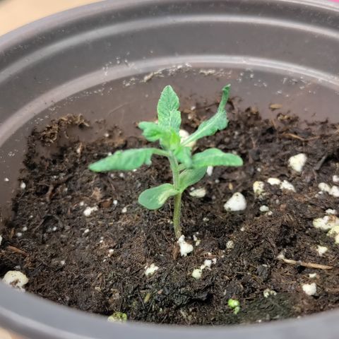 P.G #1 growlog photo: This little thing is maintaining the struggle.