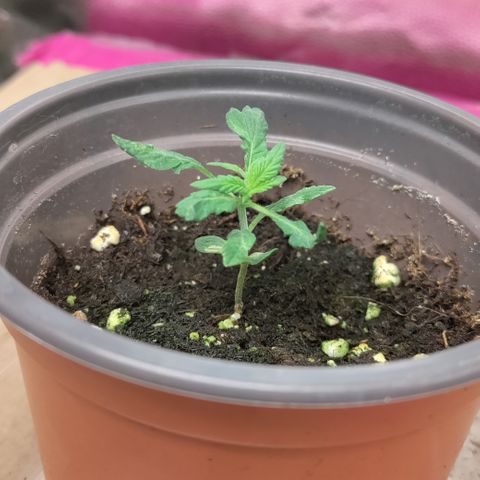 P.G #1 growlog photo: Its happening 🎉
Stay tuned for the next episode. Will it recover?