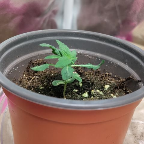 P.G #1 growlog timeline photo