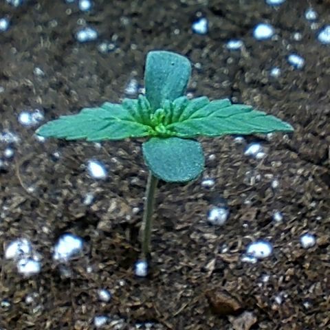 NCH  growlog timeline photo