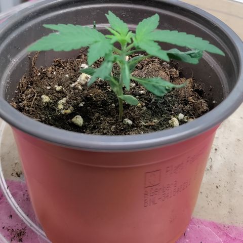 P.G #1 growlog photo: It has recovered 