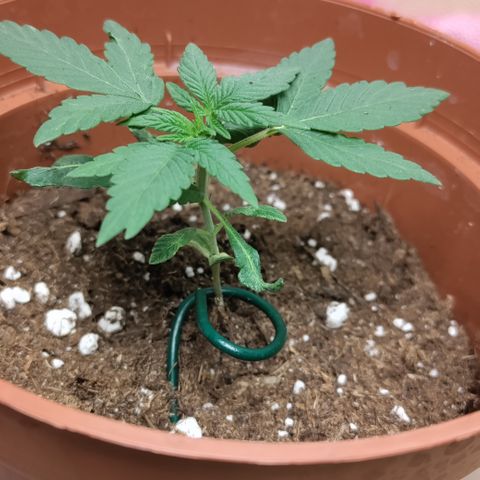 P.G #1 growlog photo: Finally taking root and growing 