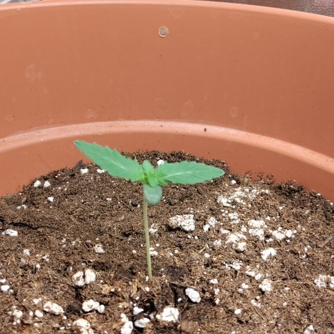 NCH  growlog photo: Little one doing it's thing.
Experimental soil.
Top layer BioBizz light mix, bottom part living soil.