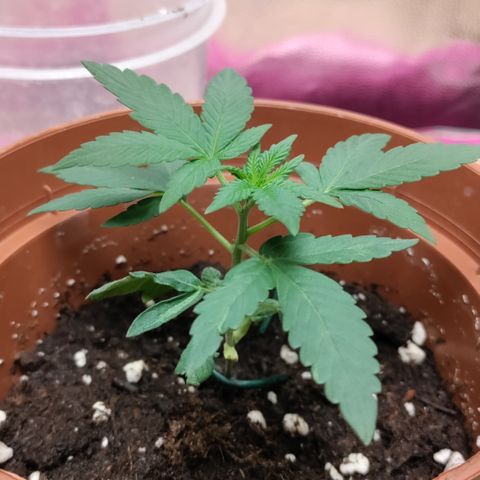 P.G #1 growlog timeline photo