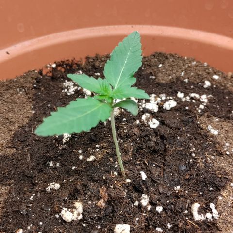 NCH  growlog timeline photo