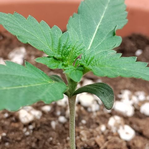 NCH  growlog photo: Not much happening here for now