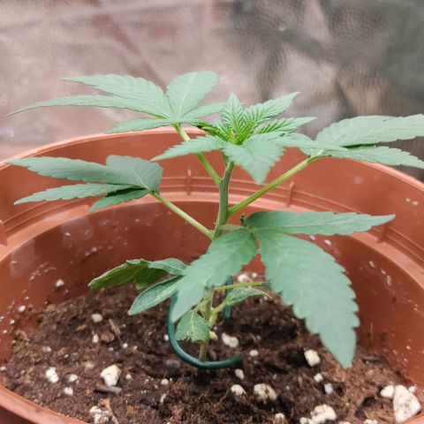 P.G #1 growlog photo: Starting to look Healthy now