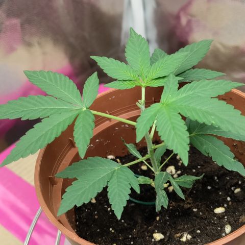 P.G #1 growlog timeline photo