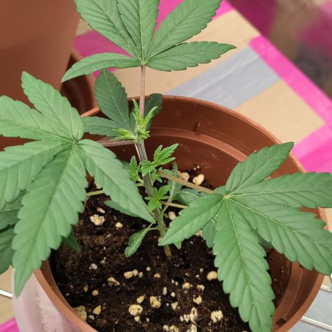 P.G #1 growlog photo: Soon time to repot.