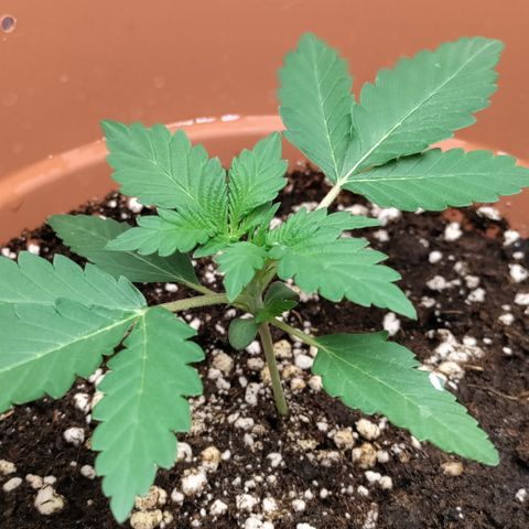 NCH  growlog timeline photo