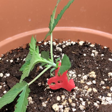 NCH  growlog timeline photo