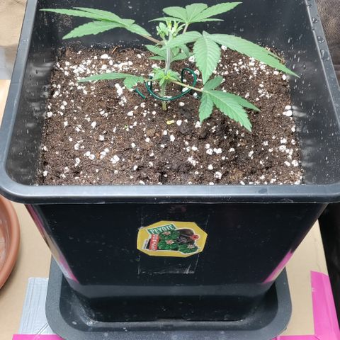 P.G #1 growlog photo: Repotted and ready to grow 