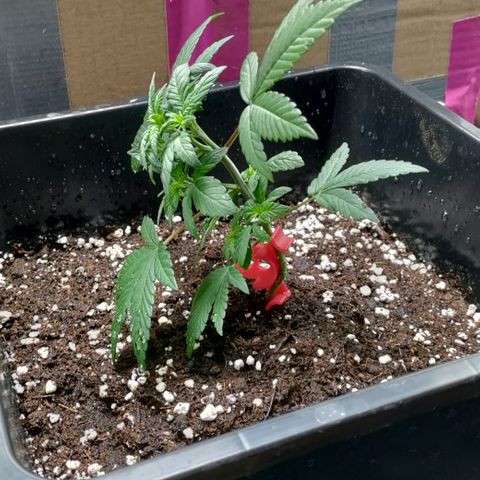 P.G #1 growlog photo: Little LST