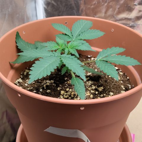 NCH  growlog timeline photo