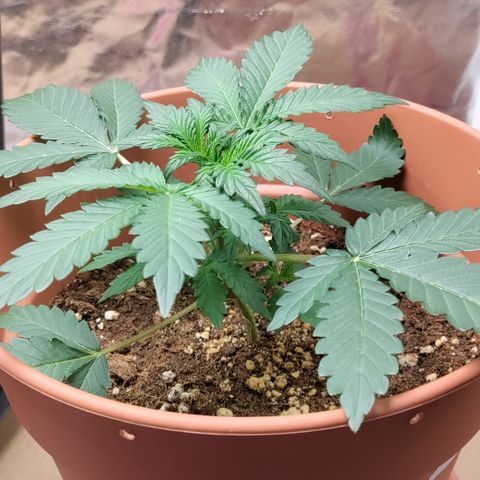 NCH  growlog photo: Super short plant.