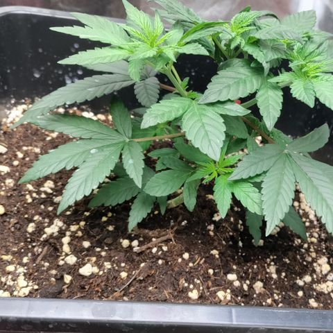 P.G #1 growlog photo: Quite bushy