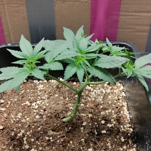 P.G #1 growlog timeline photo