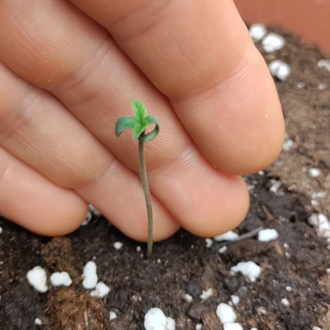 Chocolope #1 growlog photo: Super tiny and tall.
Removing dome today, drenched surrounding soil with plain pH 7 water around 100ml