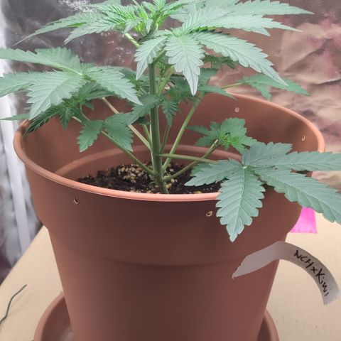 NCH  growlog photo: Looking healthy 