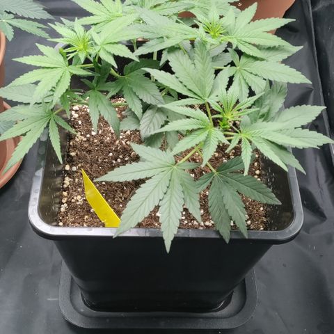 P.G #1 growlog timeline photo
